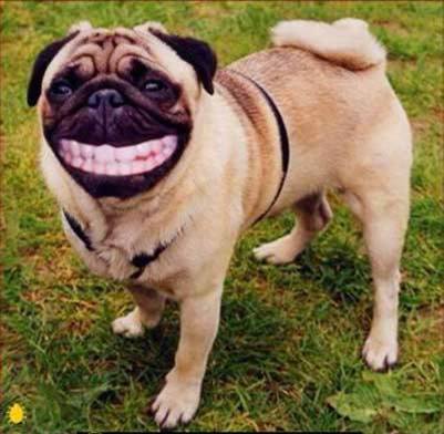 chien