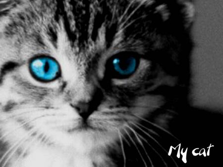 chat n°1