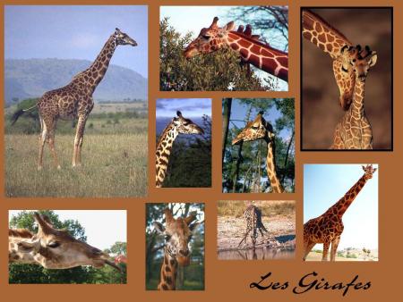 girafe n°1