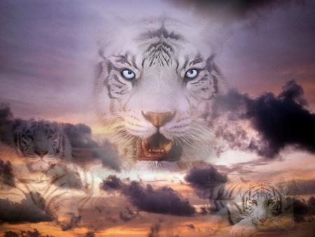 tigre n1