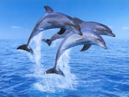 dauphins n°1